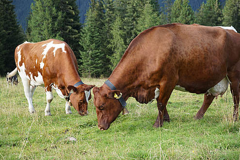 Kühe auf der Alm