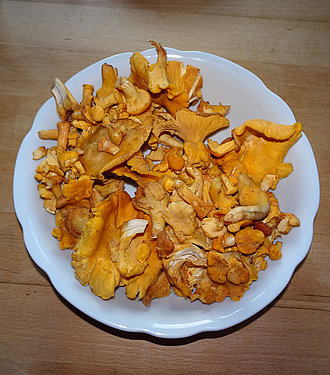 Eierschwammerl