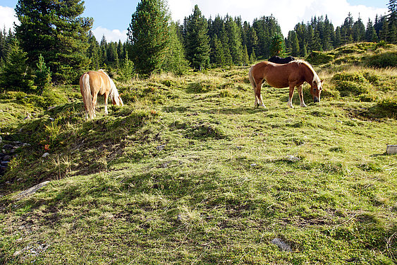 Pferde auf der Alm